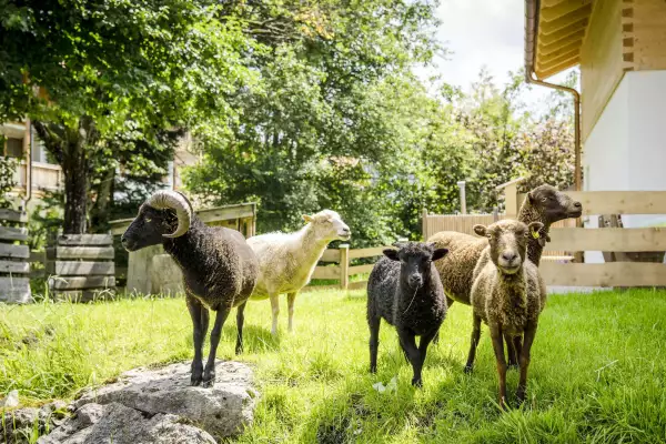 Familienerlebnisse und Streichelzoo entdecken